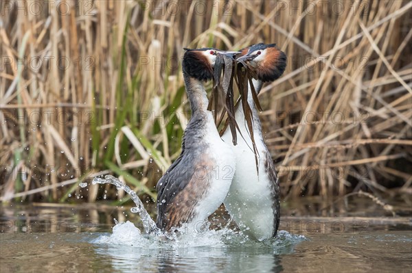 Great Crested Grebe (Podiceps cristatus)