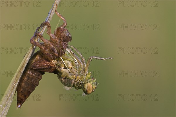 Four-spotted Chaser (Libellula quadrimaculata) hatching