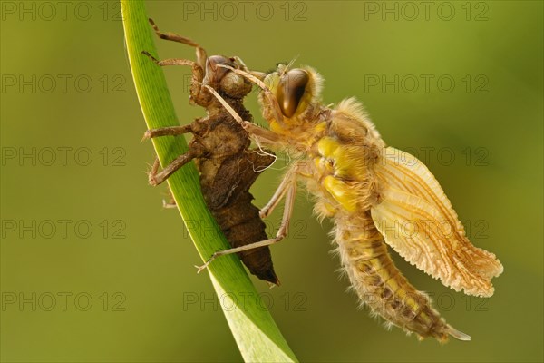 Four-spotted Chaser (Libellula quadrimaculata) hatching
