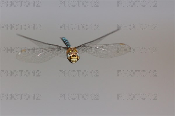 Flying Migrant Hawker (Aeshna mixta)