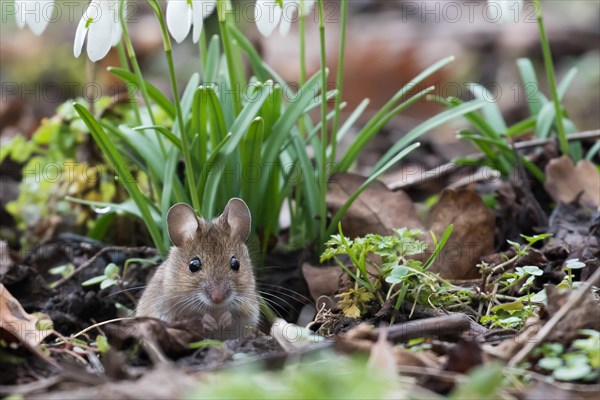 House mouse (Mus musculus) looking out of its burrow