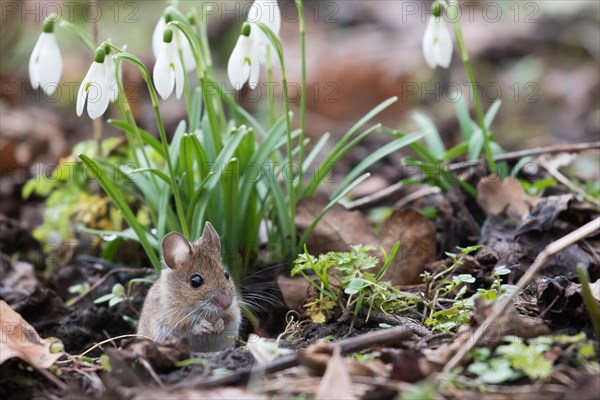 House mouse (Mus musculus) looking out of its burrow