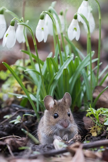 House mouse (Mus musculus) looking out of its burrow