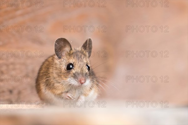 House mouse (Mus musculus)