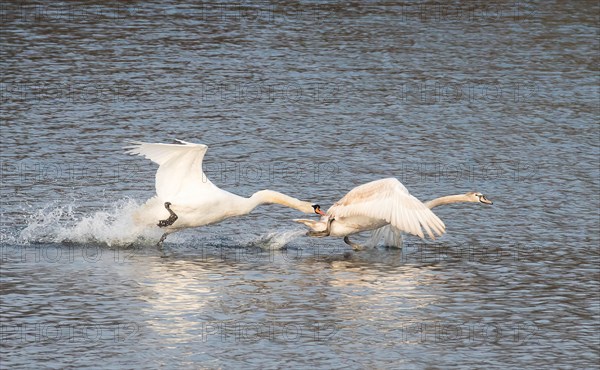 Adult Mute Swan (Cygnus olor) drives cygnet off the area