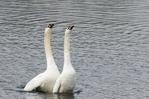 Courting Mute Swans (Cygnus olor) in the water