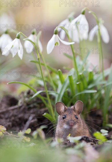 House mouse (Mus musculus) peeking out of its hole