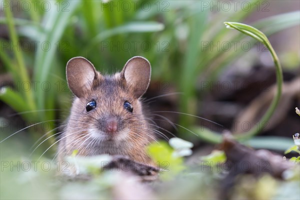 House mouse (Mus musculus) peeking out of its burrow