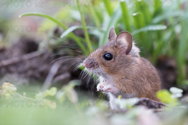 House mouse (Mus musculus)