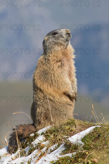 Alpine marmot (Marmota marmota)