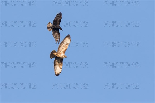 Dogfight between a Carrion Crow (Corvus corone) and a Buzzard (Buteo buteo)