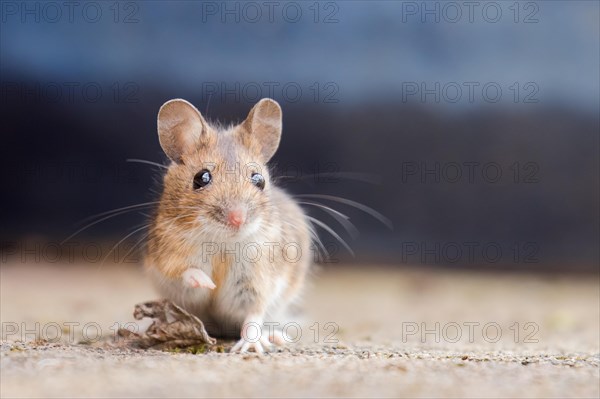 House mouse (Mus musculus)