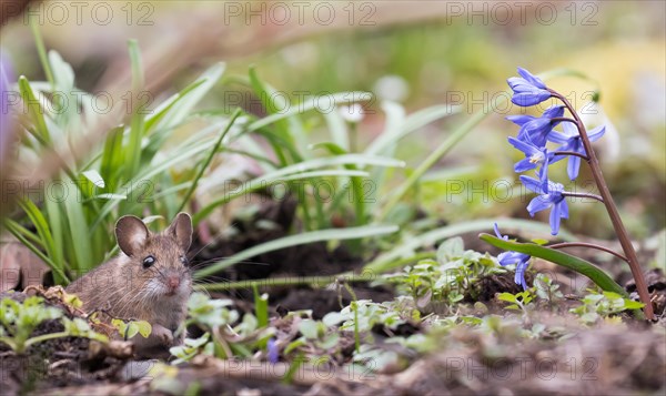 House mouse (Mus musculus)