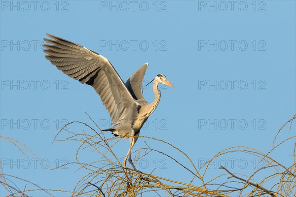 Grey Heron (Ardea cinerea) while landing on the branches of a willow tree (Salix)