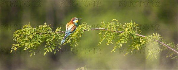 European bee-eater (Merops apiaster)