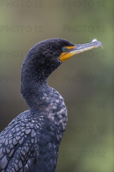 Double-crested cormorant (Phalacrocorax auritus)