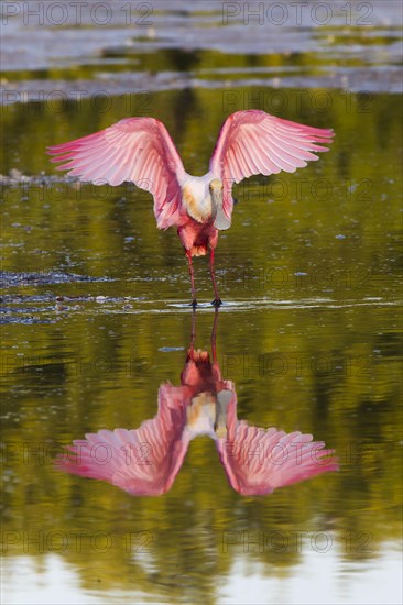Roseate Spoonbill (Ajaia ajaja) with its reflection in the water