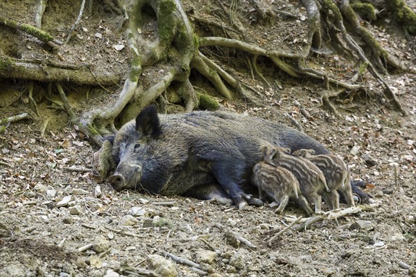 Wild boar (Sus scrofa)