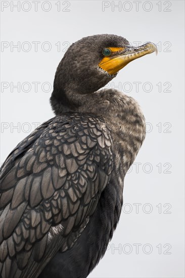 Double-crested Cormorant (Phalacrocorax auritus)