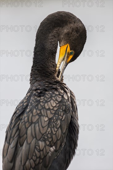 Double-crested Cormorant (Phalacrocorax auritus)