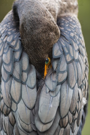 Double-crested Cormorant (Phalacrocorax auritus) with head in feathers