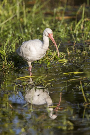 White Ibis (Eudocimus albus) wading in water