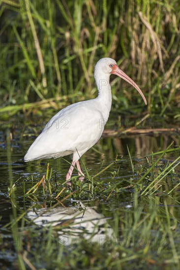 White Ibis (Eudocimus albus) wading in water