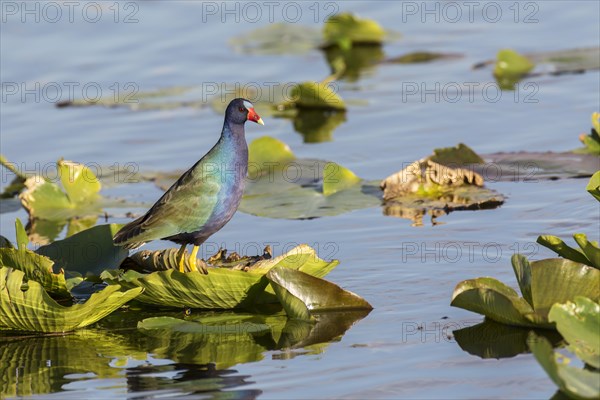 Purple Gallinule (Porphyrio Martinica) on leaf in water