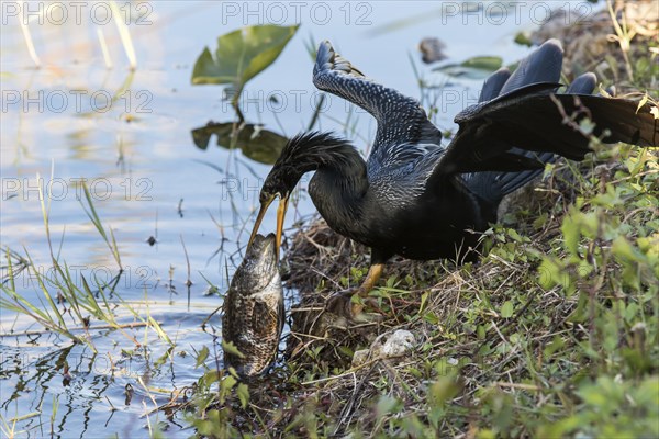 Anhinga (Anhinga anhinga)