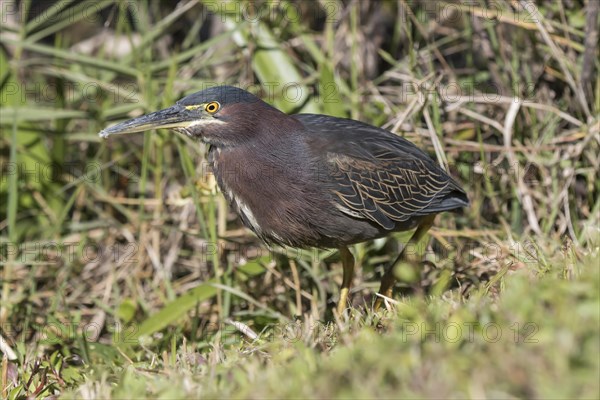 Green heron (Butorides virescens)