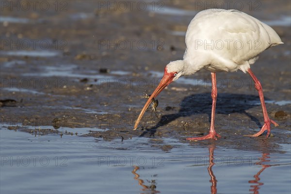 American white ibis (Eudocimus albus)