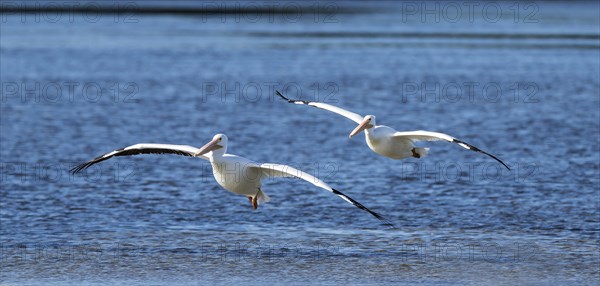 American White Pelicans (Pelecanus erythrorhynchos) flying over the water
