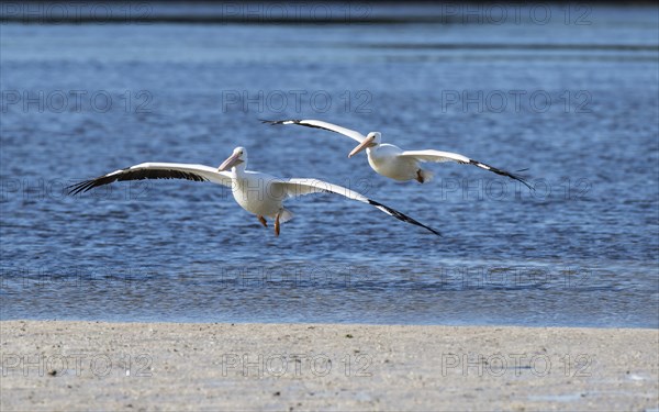 American White Pelicans (Pelecanus erythrorhynchos) flying over the water