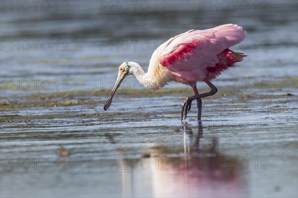 Roseate Spoonbill (Ajaia ajaja) in the water