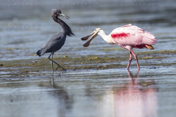 Roseate Spoonbill (Ajaia ajaja) and Little Blue Heron (Egretta caerulea) in the water