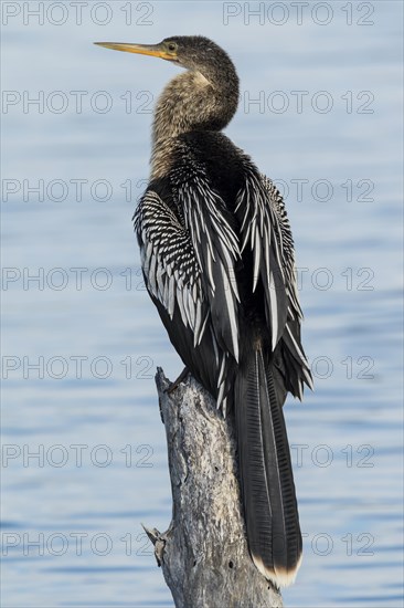 Anhinga (Anhinga anhinga) perched on log by the water