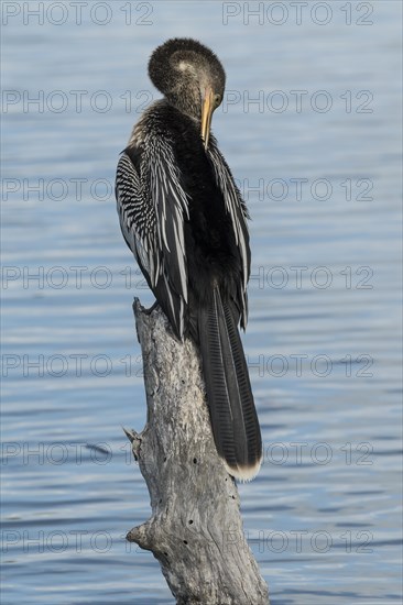 Anhinga (Anhinga anhinga) perched on log by the water