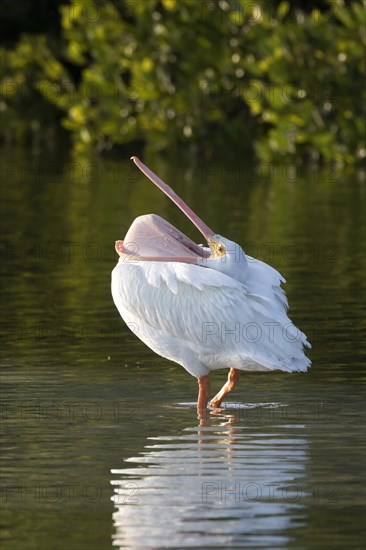 American White Pelican (Pelecanus erythrorhynchos) standing in water