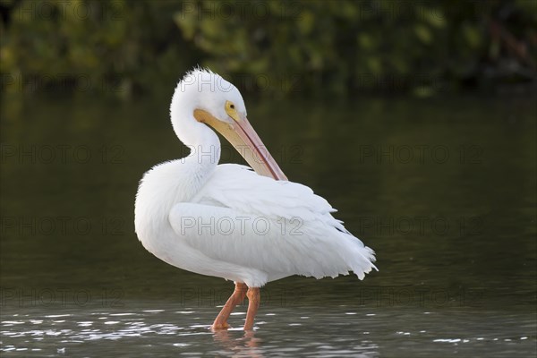 American White Pelican (Pelecanus erythrorhynchos) standing in water