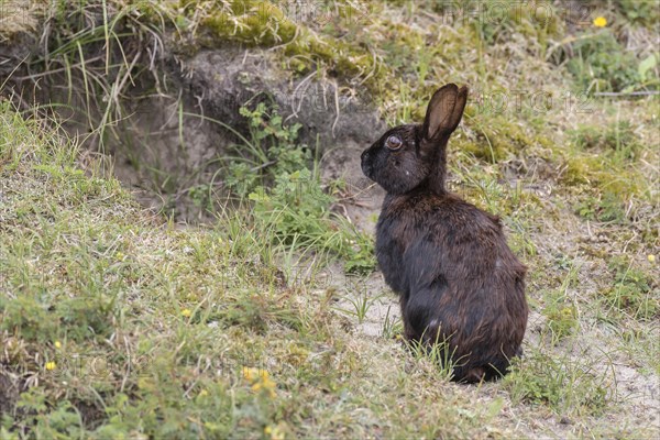 Wild common common rabbit (Oryctolagus cuniculus)