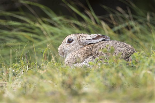 Wild common rabbit (Oryctolagus cuniculus)