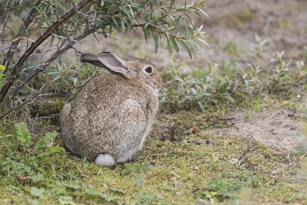 Wild common rabbit (Oryctolagus cuniculus)