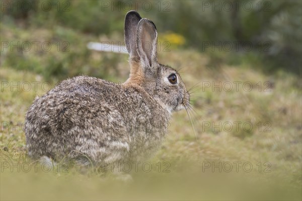 Wild common rabbit (Oryctolagus cuniculus)