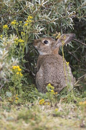 Wild common rabbit (Oryctolagus cuniculus)