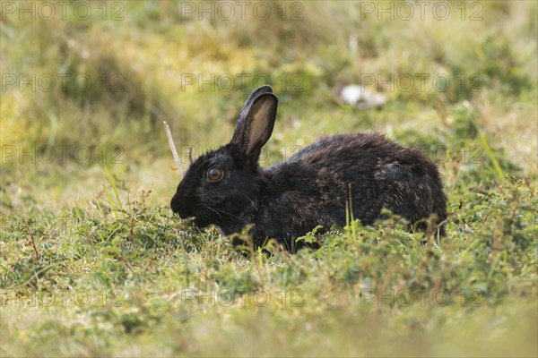 Wild common common rabbit (Oryctolagus cuniculus)