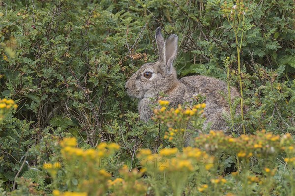 Wild common rabbit (Oryctolagus cuniculus)