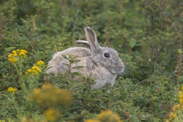 Wild common rabbit (Oryctolagus cuniculus)