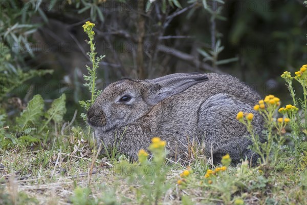 Wild common rabbit (Oryctolagus cuniculus)