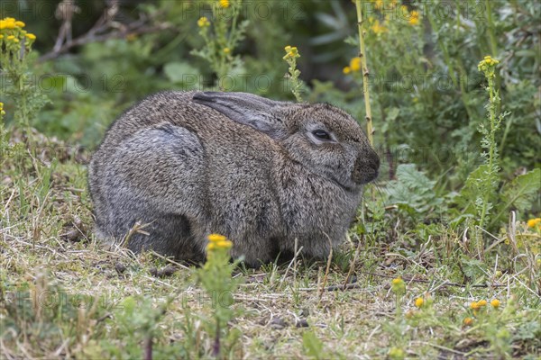 Wild common rabbit (Oryctolagus cuniculus)