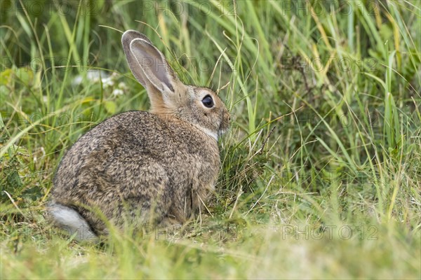 Wild common rabbit (Oryctolagus cuniculus)